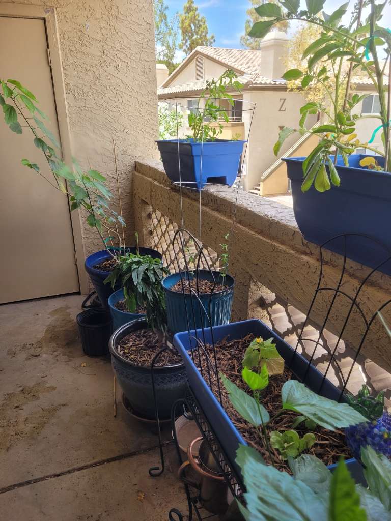 Start an Apartment Garden