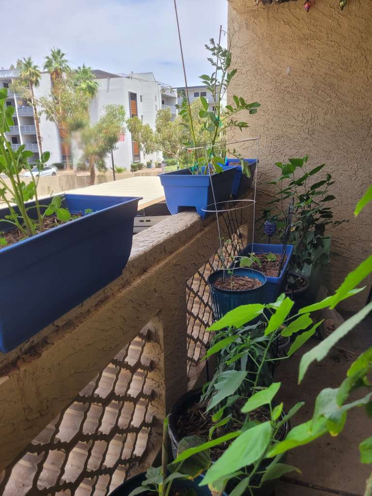Starting Your Apartment Garden
