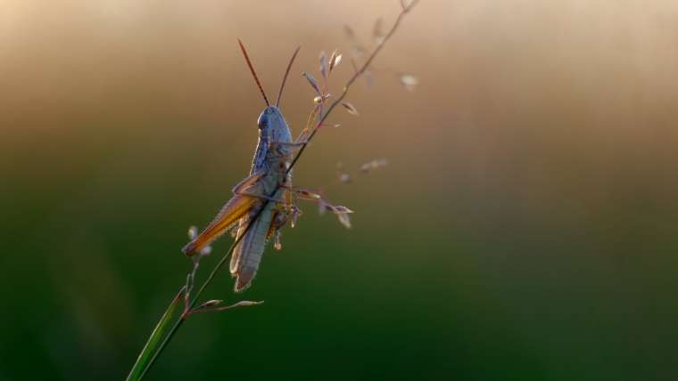 Best Ways to Get Rid of Locusts and Grasshoppers Naturally