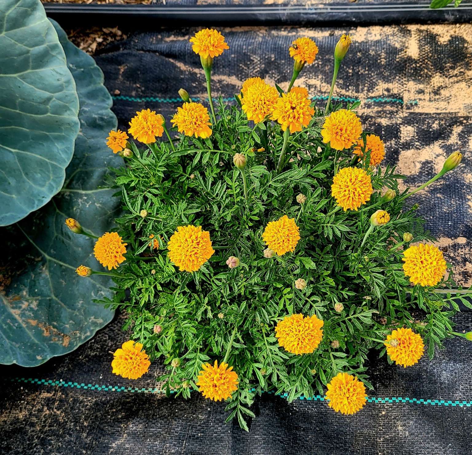10 Deer Resistant Annuals for Your Garden