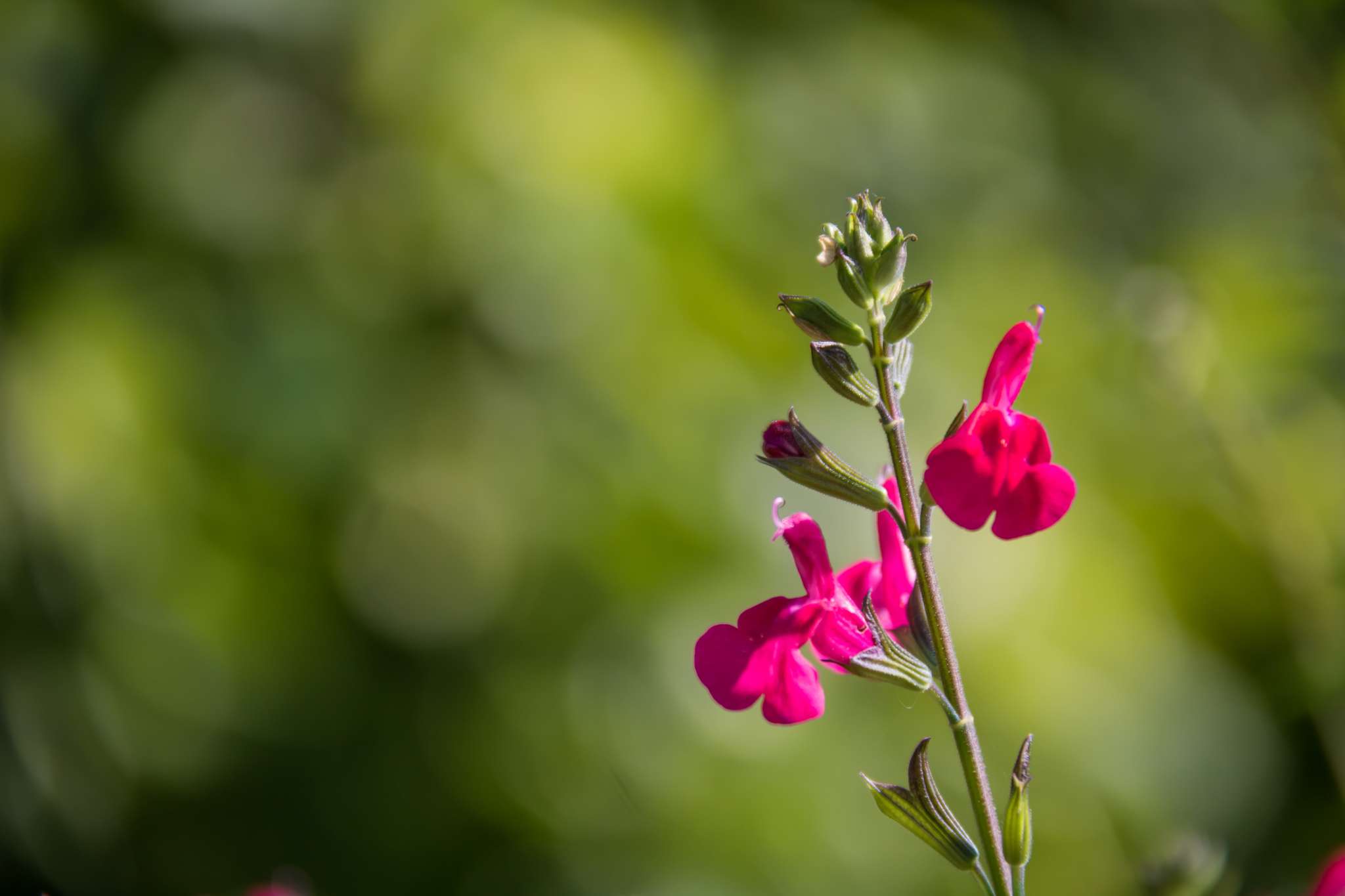 10 Deer Resistant Annuals for Your Garden
