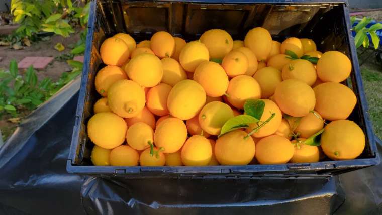 10 Small Fruit Trees with Non Invasive Roots for Courtyards