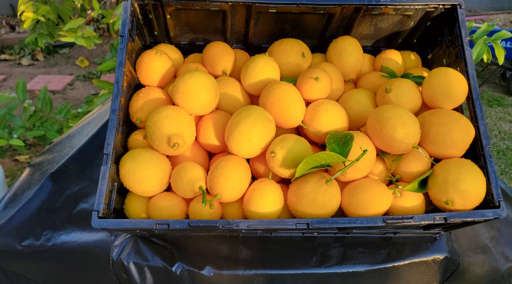 10 Small Fruit Trees with Non Invasive Roots for Courtyards