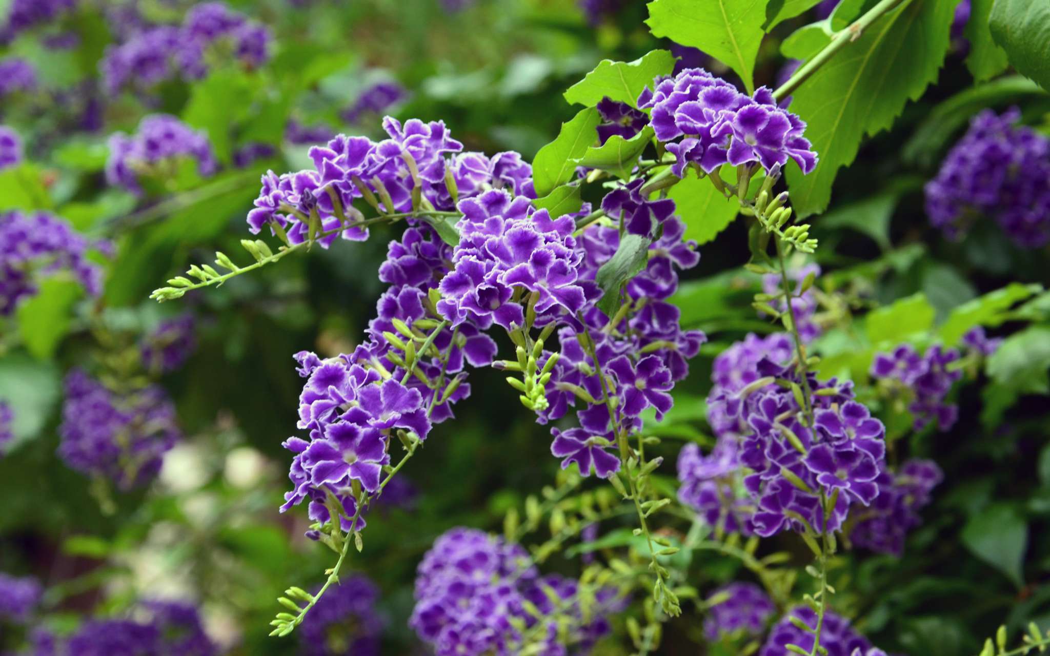 10 Deer Resistant Annuals for Your Garden