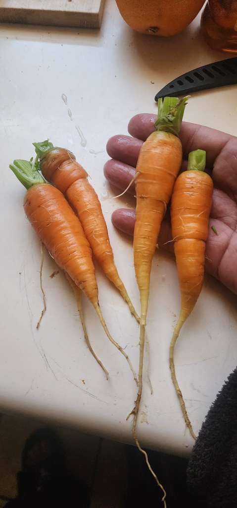 Carrots