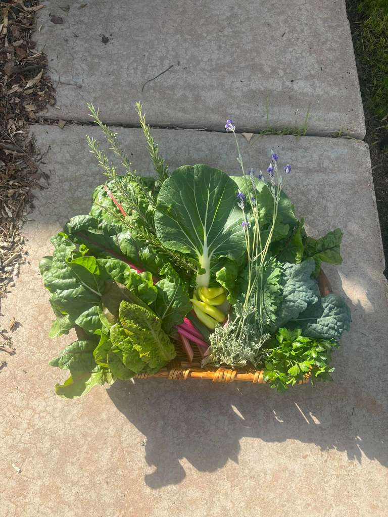  Swiss Chard