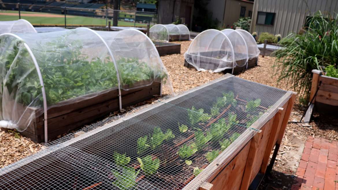 10 Easy Vegetables to Plant in December